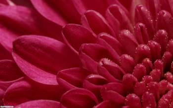 Цветок хризантемы - обои на рабочий стол, , хризантема, цветок, фото, макро