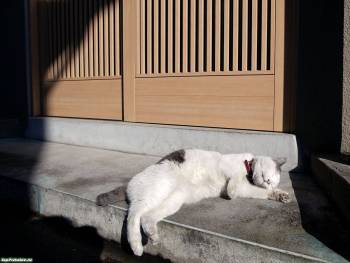 Сладкий сон - обои с котами на рабочий стол, , кот, сон, солнце, смех