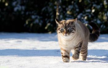 Кот идет по снегу, обои с котами, , кот, снег, холод