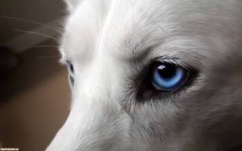 Голубые глаза собаки, , Собака, глаза, голобуй