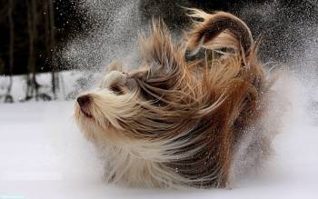 Забавная собака, , снег, собака