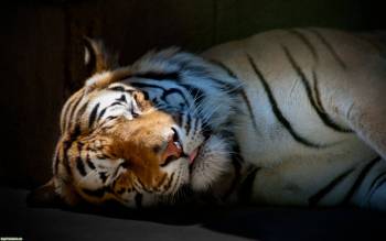 Спящий тигр-обои с тиграми на рабочий стол, , тигр, сон