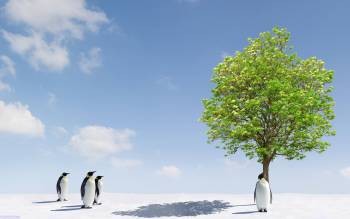 Пингвины и дерево,Потепление??, , пингвины, дерево, потепление, linux