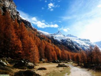 Горные снежные вершины, осенью.., , горы, осень, деревья, оранжевый