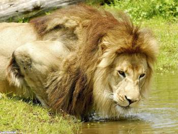 Дикая природа,лев пьет воду, , животные, лев, вода