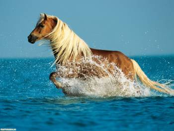 Лошадь бегущая по воде, , лошадь, конь, вода