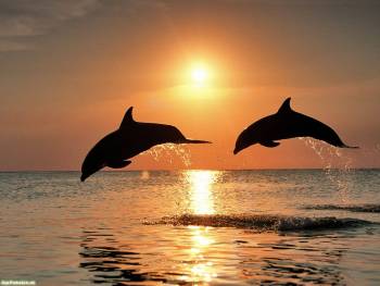 Два дельфина  - обои природы и животных, , дельфин, солнце, море, пара