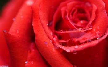 Красная роза, картинки и обои, , роза, макро, роса