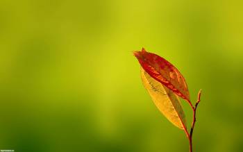 Макро-фото осенних листиков, , осень, макро, фото
