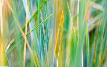 Обои природы: трава, макро-фото травы, , трава, макро, фото