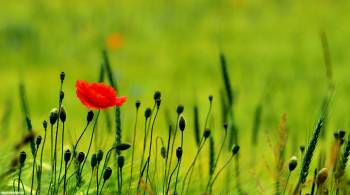 Одинокий маковый цветок на поле, красивые обои с маками, , мак, цветок, поле
