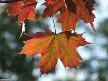 Осенние обои с листиками клена, обои клен, , осень, листопад, клен, лист, грусть, увядание
