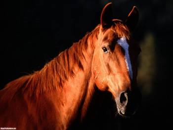 Скачать красивые обои лошади, , лошадь, конь, красота