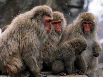 Группа тибетских обезьян, , тибет, обезьяны