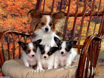 Мама с щенками на кресле качалке, , щенки, собаки, кресло