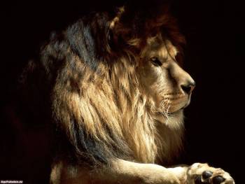 Царь зверей, , лев, савана