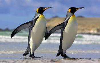 Парочка пингвинов на солнышке, , вода, пед