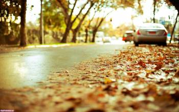 Золотая осень, , листья, дорога, авто