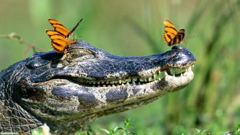 Дружба крокодила с бабочками, , обои, скачать