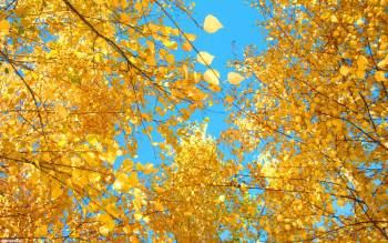 Небо в золоте, , листья, ветви, простор