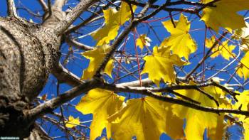Скачать без регистрации обои - Осенняя листва, , дерево, лист