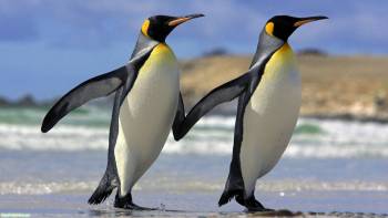 Скачать без регистрации обои - Дружба пингвинов, , море, прибой