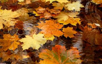 Листяная заводь - скачать бесплатно обои, , лист, осень, пруд