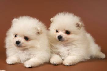 Обои - два симпатичных белых песика, , песики, собачки, собаки, пара