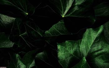 Тёмно-зелёные листья.Скачать обои, , зелень, природа