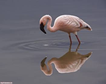Красивые обои: розовый фламинго, , фламинго, розовый, птица, отражение