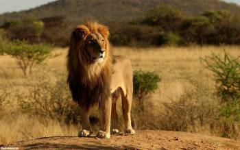 Лев — настоящий царь зверей, , лев, хищник, прерия