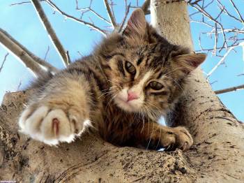 Котенок на дереве, , дерево, кот, котенок, весна