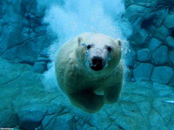 Обои: белый медведь под водой, , белый медведь, медведь, аквариум, под водой