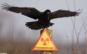 Обои: радиационная опасность, , радиационная опасность, опасность, радиация, ворона, ворон