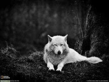 Волк черно-белые обои, обои серый волк, , волк, серый волк, ч/б, черно-белый