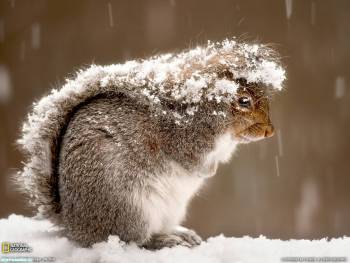 Белка во время снегопада в Нью-Йорке, , белка, белочка, снегопад, снег, зима