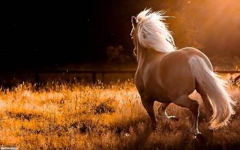 Красивый конь в поле, обои с конем, , конь, лошадь, галоп