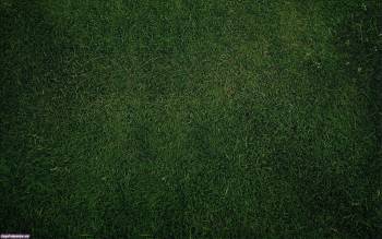 Зеленая трава, красивые зеленые обои — трава, , трава, зеленый, газон