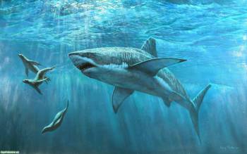 Большая белая акула охотиться на тюленей, , акула, тюлени, под водой, рыба