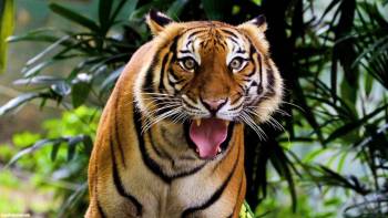 Полосатый тигр грозно рычит, обои 1920x1080 пикселей, , 1920x1080, тигр, хищник, кошка, агрессия, полосатый