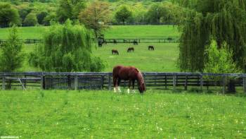 Лошадь пасется на зеленой травке, обои лошадь, , лошадь, конь, пастбище, трава, зеленый, ива, деревья, дерево, забор, ограждение, ограда