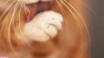 Кот умывается красивые широкоформатные обои, , кот, умывается, макро, кремовый, усы