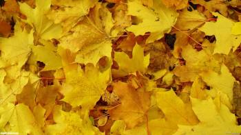 Скачать обои: желтые кленовые листья осенью, обои листья, , листья, листва, осень, листопад, листики