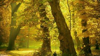Широкоформатные обои: осенний парк, , парк, лес, осень, деревья, листопад
