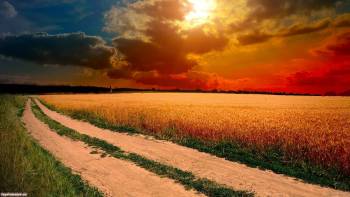 Закат в поле, обои закат в поле 1920x1080 пикселей, , 1920x1080, поле, закат, дорога, проселок, солнце, облака, колея, пшеница