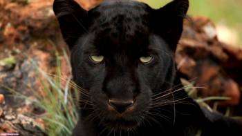 Черная пантера обои 1920x1080 пикселей, , 1920x1080, пантера, кошка, черный, хищник