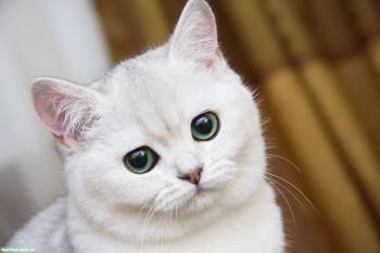 Прикольный белый котенок обои для рабочего стола, , кот, белый, милый, глаза