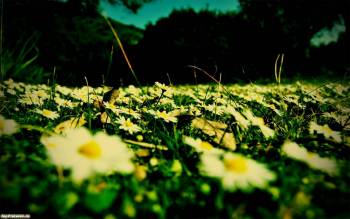 Ромашковое поле красивые широкоформатные обои, , поле, ромашки, цветы, лето, запах, аромат, жара