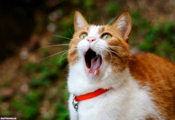 Прикольный котенок с красным ошейником, обои с котами, , кот, зевает, зевок, ошейник
