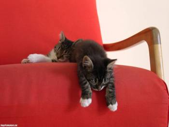 Два котенка спят на кресле, обои котята, , котята, кресло, сон, спят